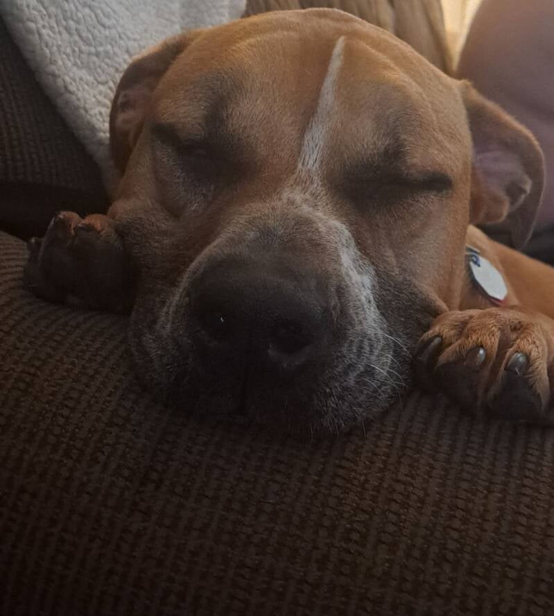 Buckeye — Dave Cyzeski's pet
